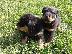 PoulaTo: Kαλή τιμή!!!.Πουλάω όμορφα κουτάβια ράτσα ROTTWEILER- Ροτβαιλερ -250 euro...